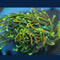 Corals
