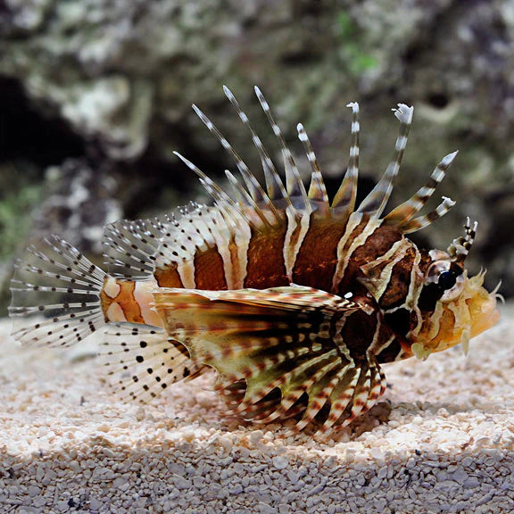 A live lionfish with brown, orange, and black striped patterned fins resting on white sand in an aquarium.