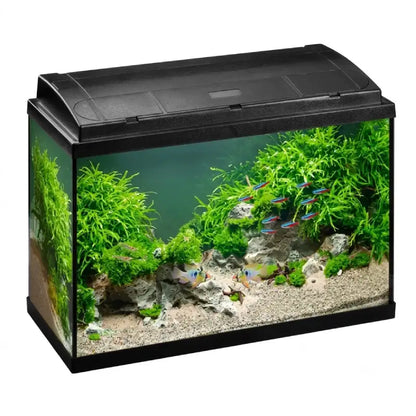 A rectangular glass fish tank with a black plastic lid, shown empty and fully planted with bright green aquatic plants, gray rocks, and gravel. Several small blue and orange fish swim inside against a plain white background.