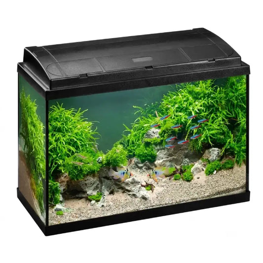 A rectangular glass fish tank with a black plastic lid, shown empty and fully planted with bright green aquatic plants, gray rocks, and gravel. Several small blue and orange fish swim inside against a plain white background.
