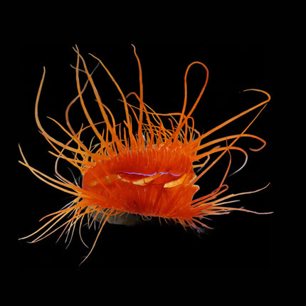 Electric Flame Scallop EXPERT ONLY