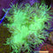 Corals
