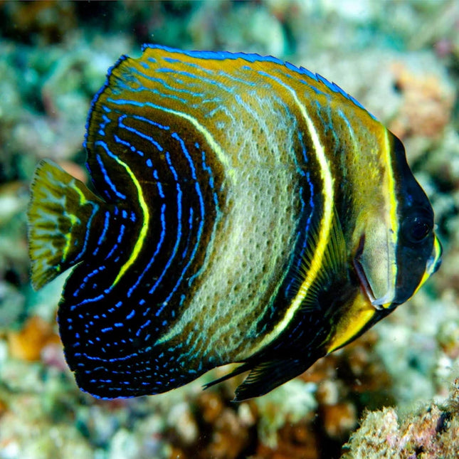Cortez Angelfish