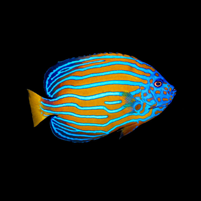 Blueline Angelfish