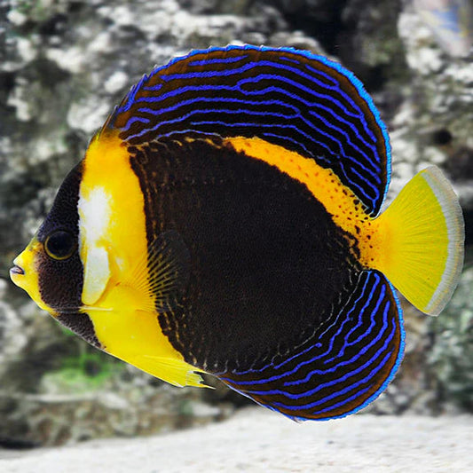 Colorful fish with blue, yellow, and black patterns in an underwater setting.