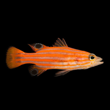Swales Swissguard Basslet