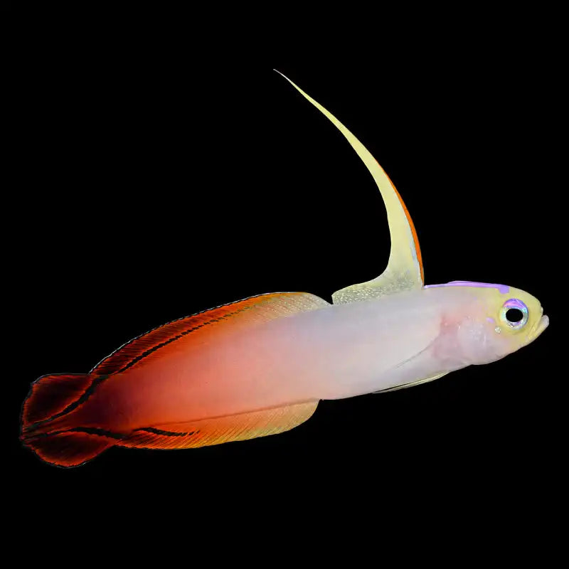 Colorful fish with a gradient of orange, yellow, and white on a black background - Firefish Goby