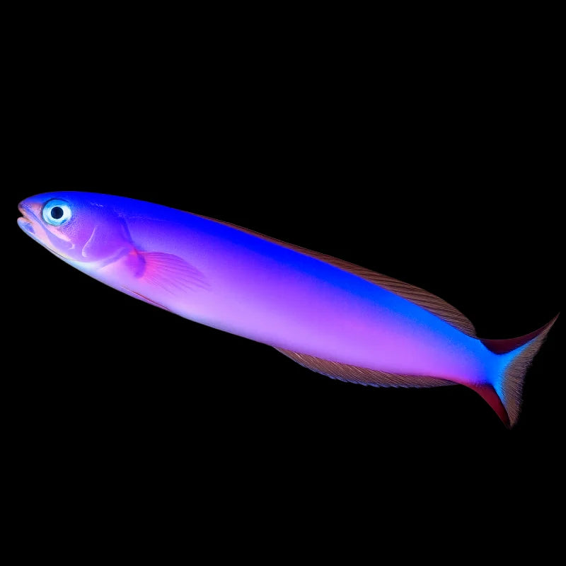 A live aquarium fish, likely a neon Tilefish or similar species, shown swimming horizontally against a solid black background. The fish displays a vibrant color gradient shifting from bright electric blue on its back to a luminous purple and pink along its body, with a small red accent on its fins and a bright blue eye.