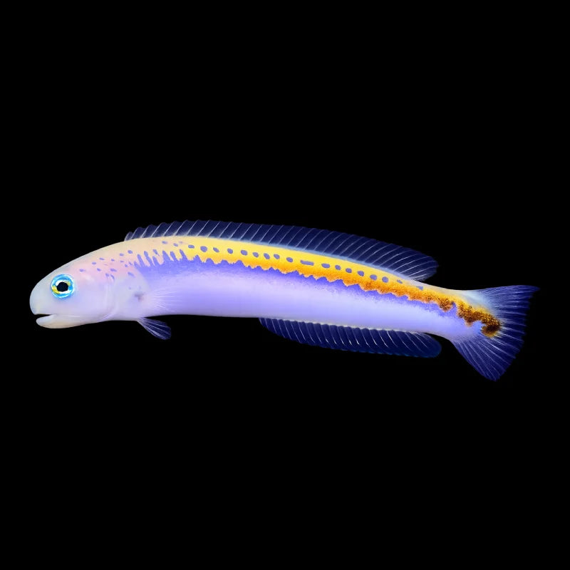 A small tropical fish with a pale lavender-white body, a bright yellow stripe running along its side, and blue fins, shown against a solid black background.
