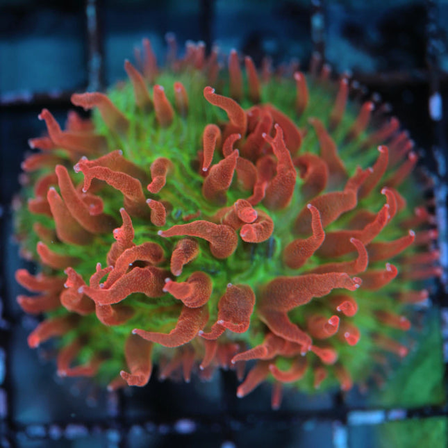 Fungia Coral 1