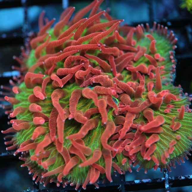 Fungia Coral 2