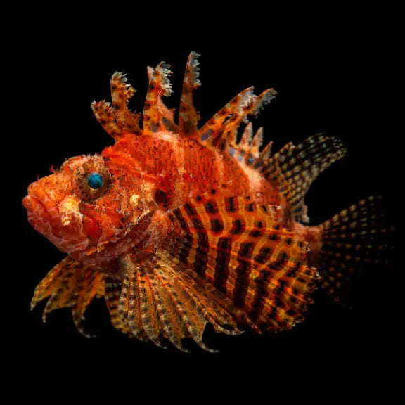 A close-up photograph of a lionfish against a solid black background. The fish has a bright orange-red body with dark vertical stripes and a highly spiky, fan-like dorsal fin and pectoral fin with small blue accents.