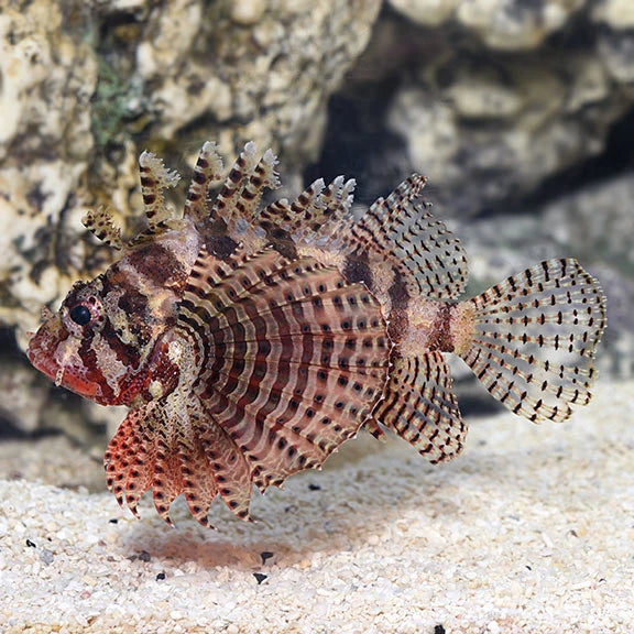 Close-up of a spiky fish on a sandy and rocky underwater background