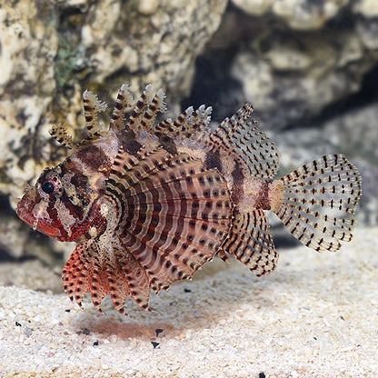 Close-up of a spiky fish on a sandy and rocky underwater background