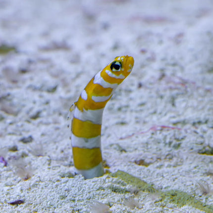 Splendid Garden Eel