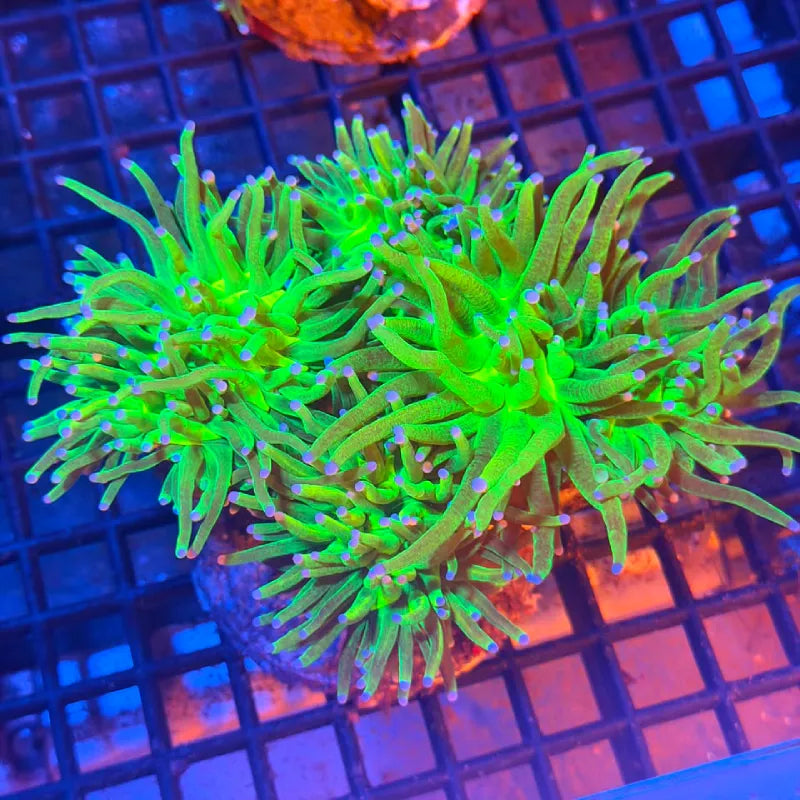 A close-up of a live coral polyp, likely a sea anemone, with bright neon green and lime green tentacles tipped in purple, growing on a black plastic egg-crate shelf under blue and orange aquarium lighting.