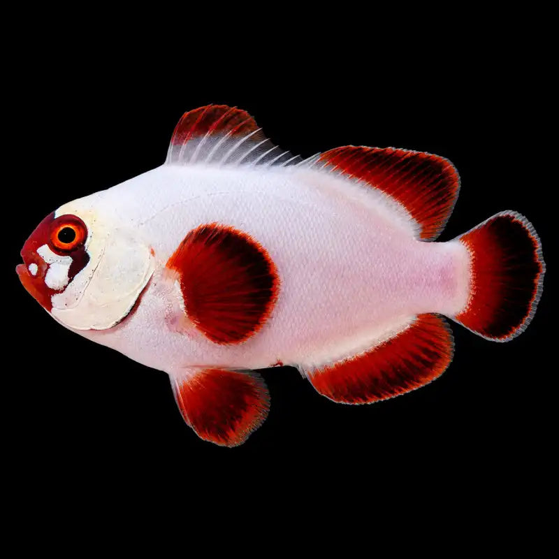 A live aquarium fish, likely a Red-eye Cichlid, featuring a white body with prominent red spots and red-tipped fins, isolated on a solid black background.