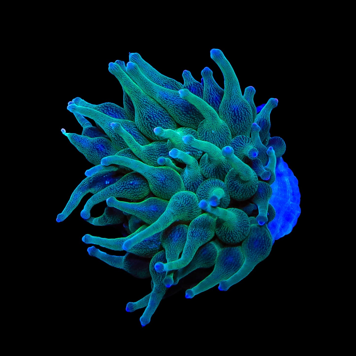 Green Bubble Tip Anemone