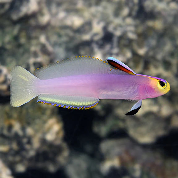Colorful fish with a blurred underwater background