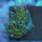 Corals