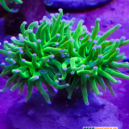 Holy Grail Torch (3 Heads)