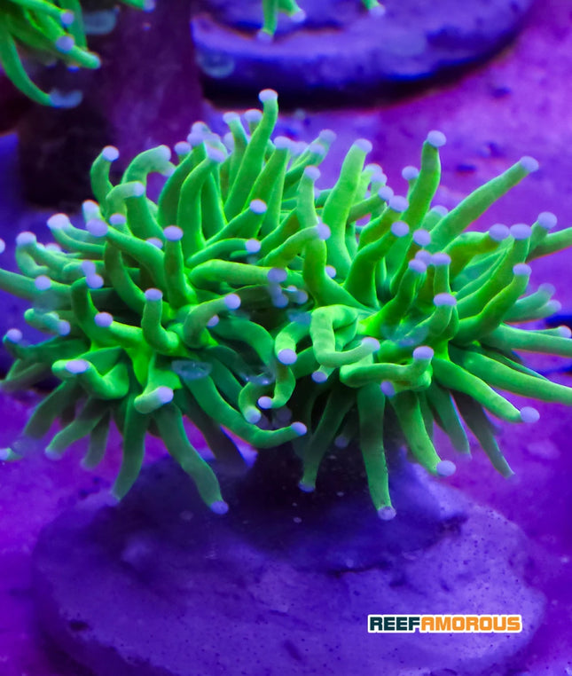 Holy Grail Torch (3 Heads)