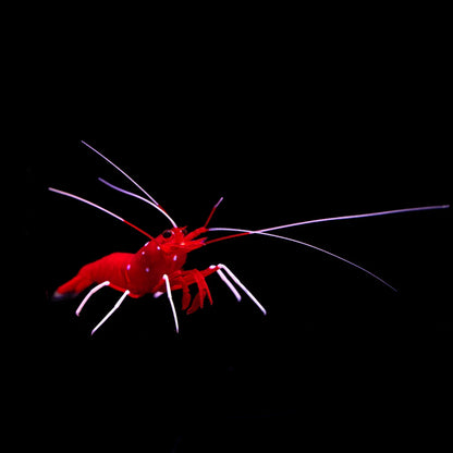 Red lobster on a black background