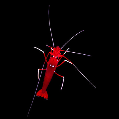 Red shrimp on a black background