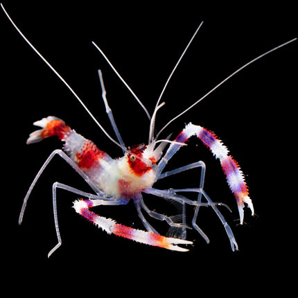 Banded Coral Shrimp