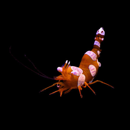 Sexy Anemone Shrimp