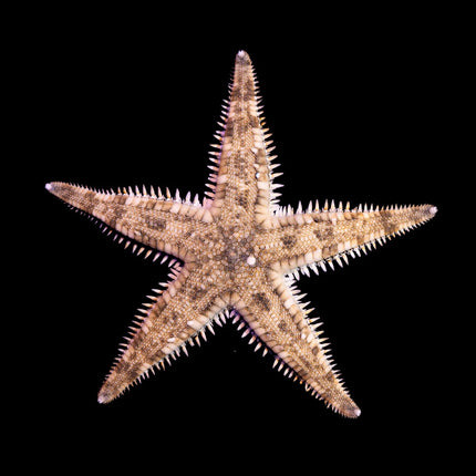 Sand Sifting Sea Star