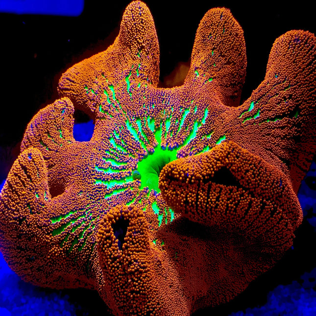 Rainbow Red Haddon's Carpet Anemone