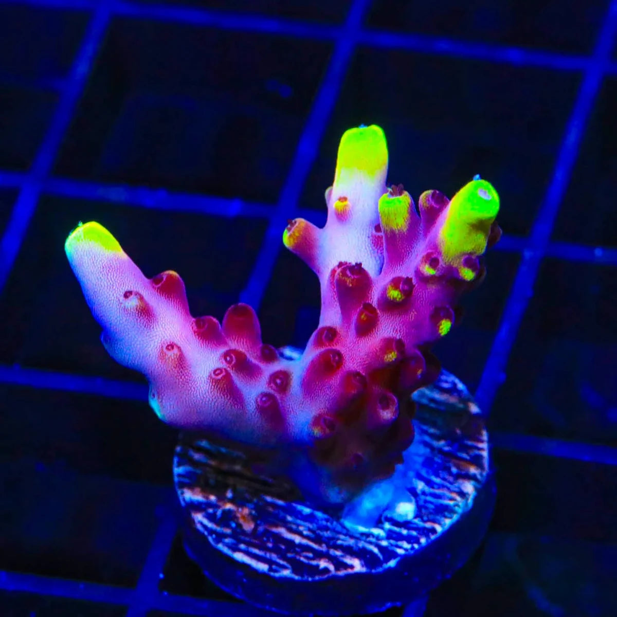 A small branching coral-like plant with bright neon yellow-green tips and pink to purple lobes, mounted on a round textured base against a dark blue grid background under UV lighting.