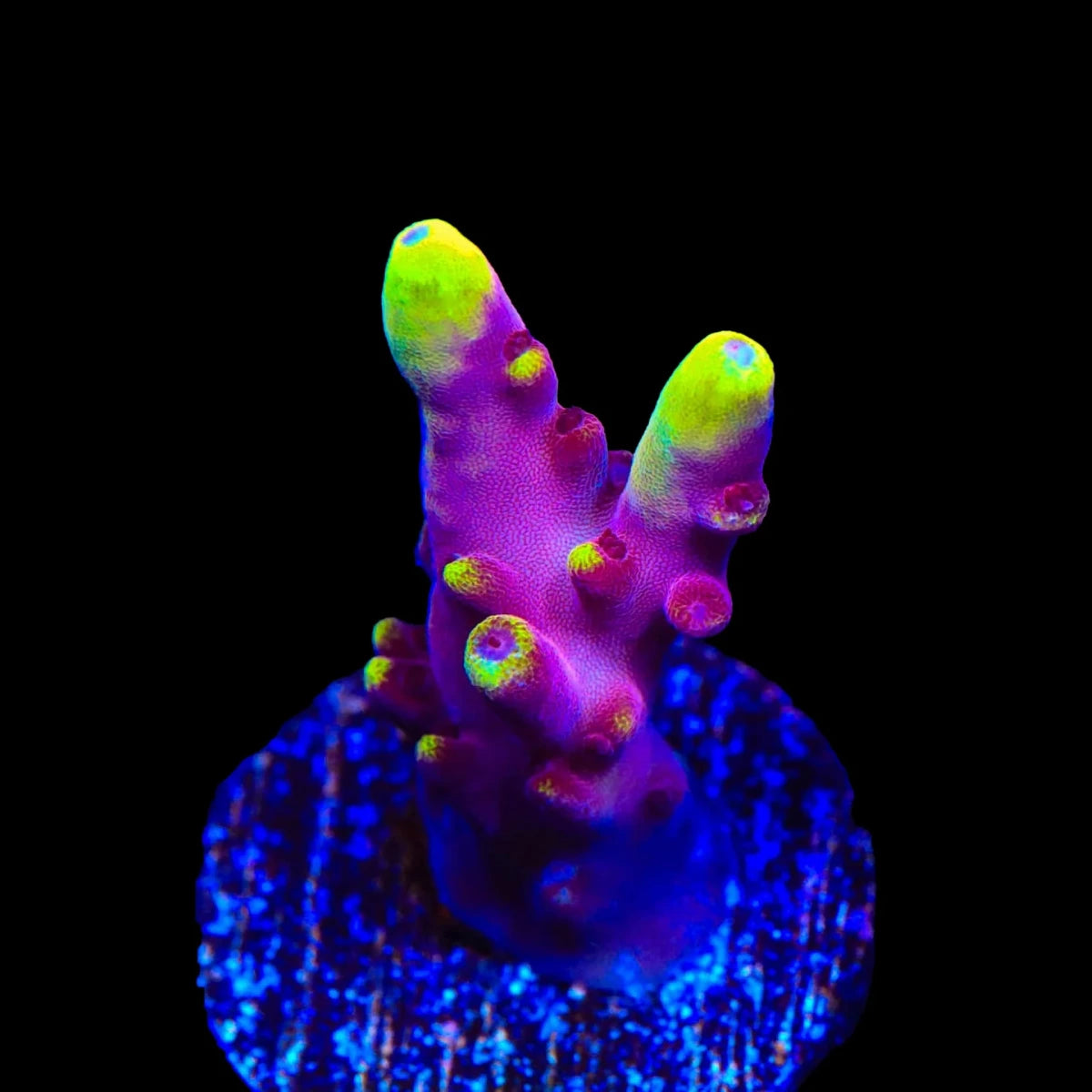A small branching coral-like plant with bright neon yellow-green tips and pink to purple lobes, mounted on a round textured base against a dark blue grid background under UV lighting.
