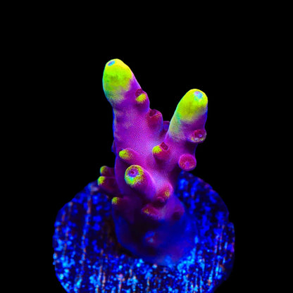 A small branching coral-like plant with bright neon yellow-green tips and pink to purple lobes, mounted on a round textured base against a dark blue grid background under UV lighting.
