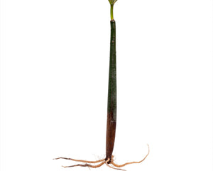 Rhizophora mangle - Red mangrove