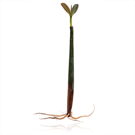 Rhizophora mangle - Red mangrove