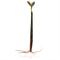 Rhizophora mangle - Red mangrove