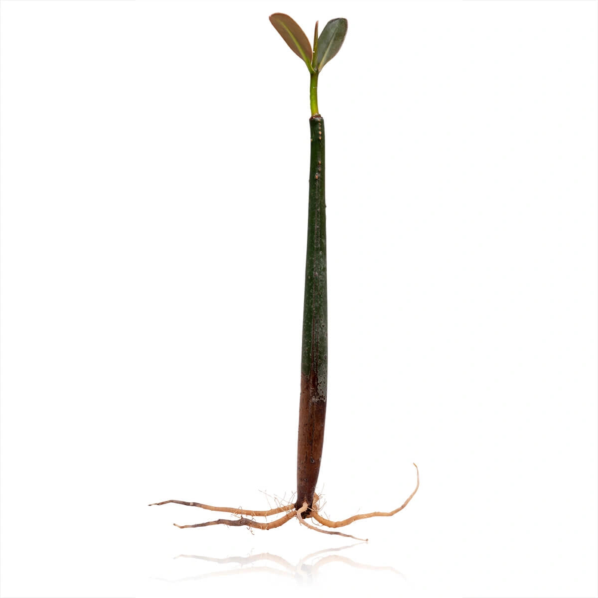 Rhizophora mangle - Red mangrove