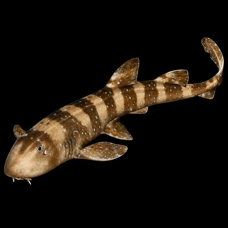 Marbled_Bamboo_Cat_Shark_2
