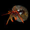 Inverts