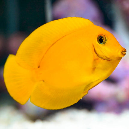 Mimic Lemon Peel Tang Juvenile