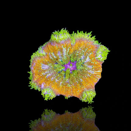 Mini Carpet Anemone Light Orange