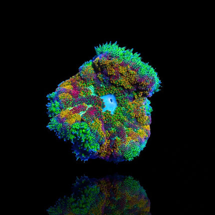 Mini Carpet Anemone Multi Color