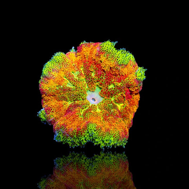 Mini Carpet Anemone Ultra Orange