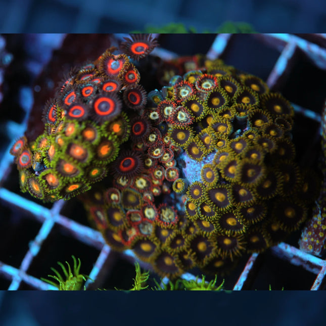 Mix Zoanthid Disc