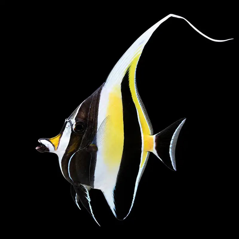 A single butterflyfish fish shown in profile against a solid black background. The fish has a black, white, and yellow coloration with a long white dorsal fin and a long tail.