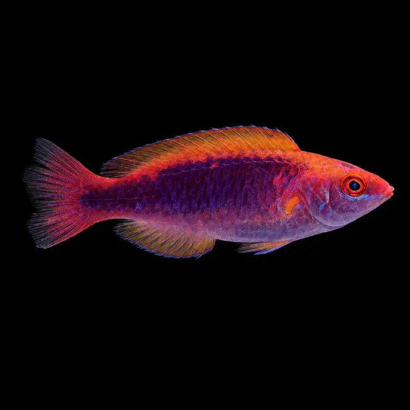 Multicolor Lubbock's Fairy Wrasse