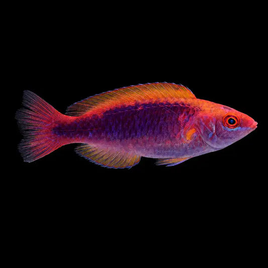 Multicolor Lubbock's Fairy Wrasse