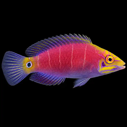 Mystery Wrasse